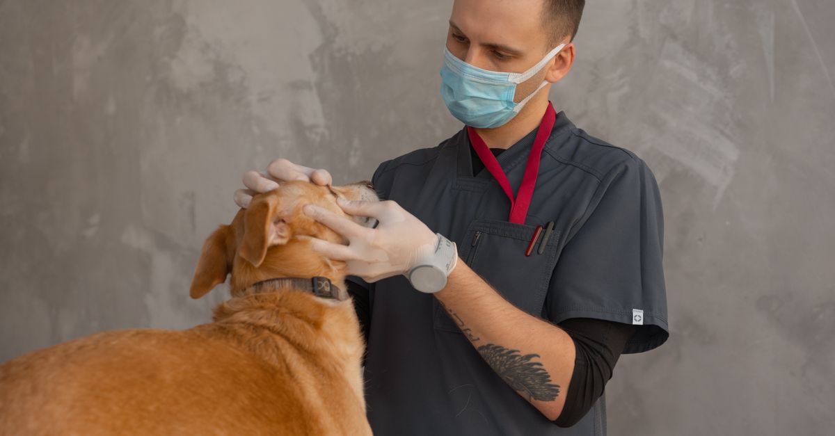 Should I tell my vet what supplements my dog takes?