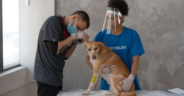 Veterinarian and volunteers performing a check-up on a dog at a clinic.