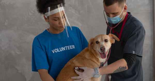 Veterinarian and volunteer care for a dog during a check-up at the clinic.
