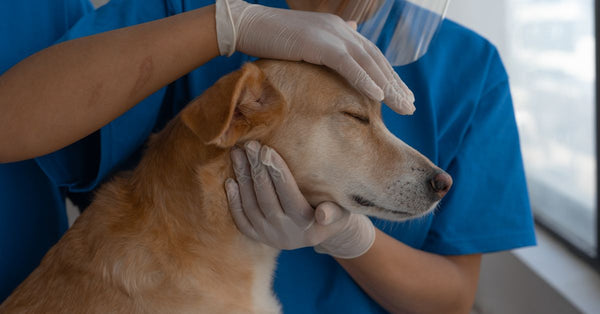Veterinarian carefully checks and comforts a dog in a clinic environment.