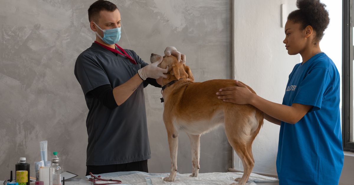 What does a vet check during a joint examination?