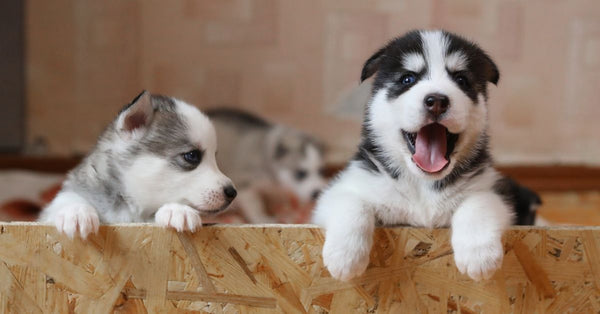 Cute husky puppies climbing a wooden box, showing playful and curious behavior.