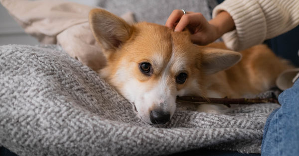 A cute Corgi puppy enjoys being petted while resting on a comfortable sofa indoors.