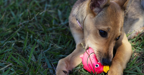 Adorable puppy chewing a toy duck while lying on green grass outdoors.