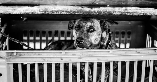 A sad-looking dog lying in a crate with a collar and leash, captured in black and white.
