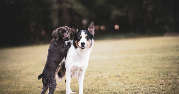 Two playful puppies, a Border Collie and a Pointer, frolic in a sunny field.