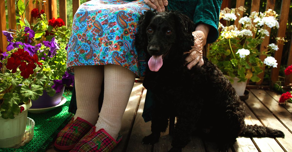 The best joint supplement for an 8 year old dog