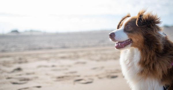 Australian Shepherd enjoying a sunny day on a sandy beach with clear skies in Portugal.