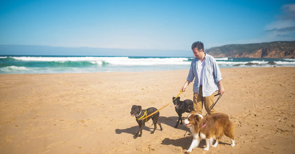 A man walks three dogs along a sunlit beach in Portugal. Scenic coastline and clear skies enhance the leisure moment.