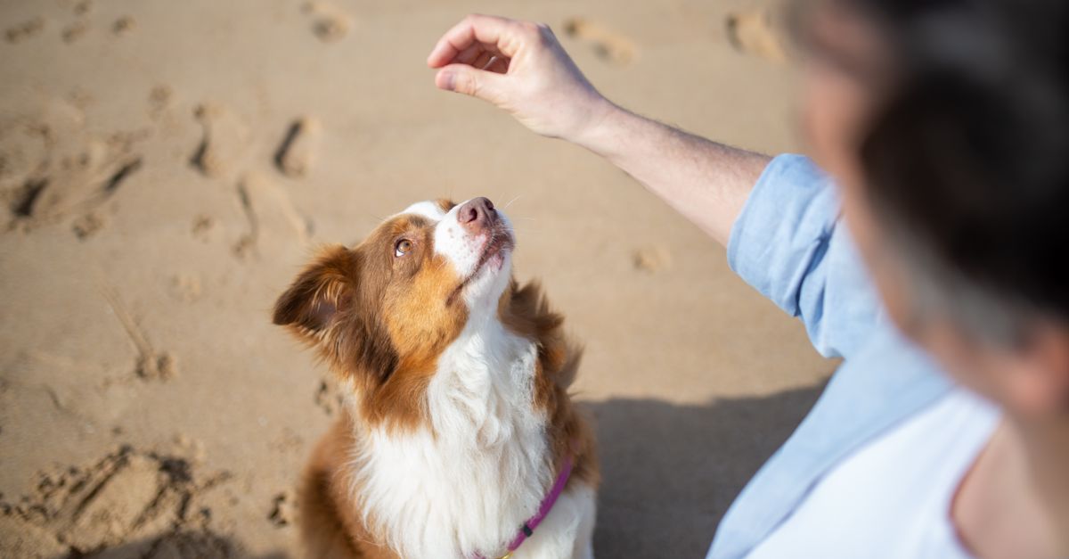 The best joint supplement for a dog with lumbosacral stenosis