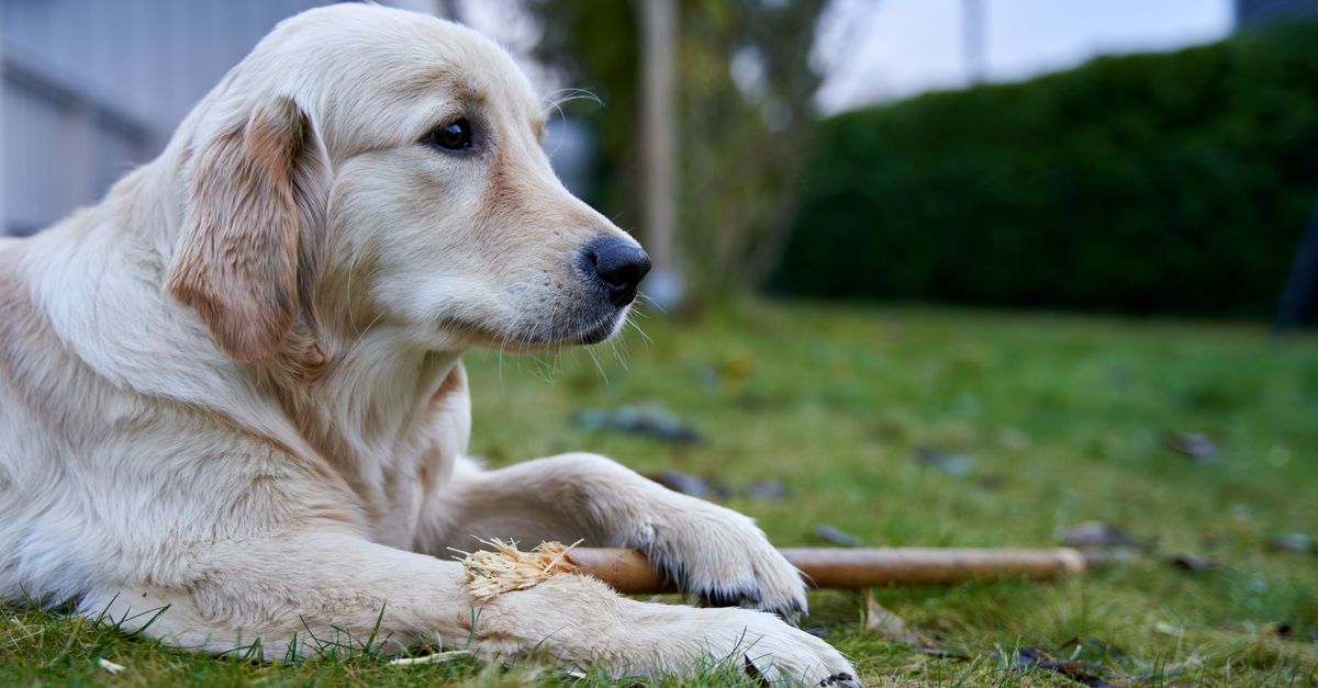Why does my dog have a rash or hives?