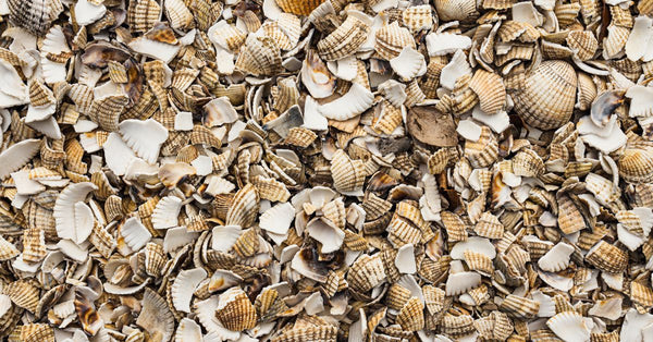 A detailed view of scattered seashell fragments with varied textures and colors on a beach.