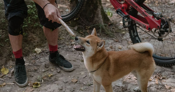 A playful Shiba Inu dog interacting with its owner near a mountain bike in the woods.