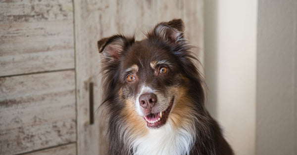 Charming border collie dog with a joyful expression indoors. Perfect pet portrait in natural light.