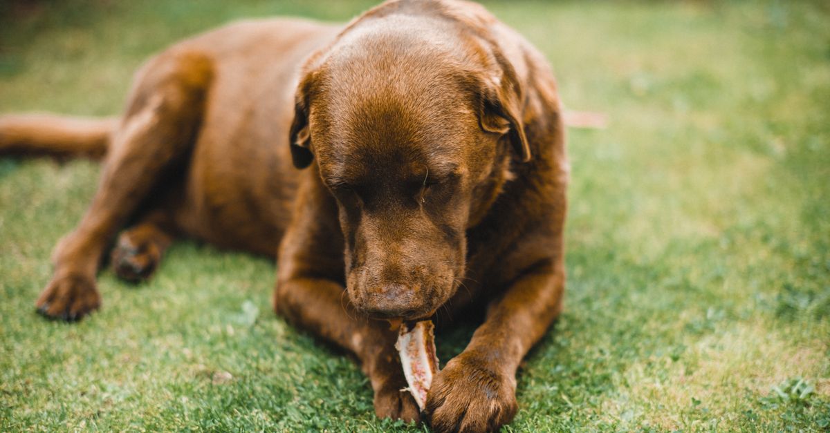 Can dogs eat bananas?