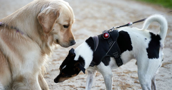 Golden Retriever and Terrier meeting on a path outside, showcasing dog interaction.