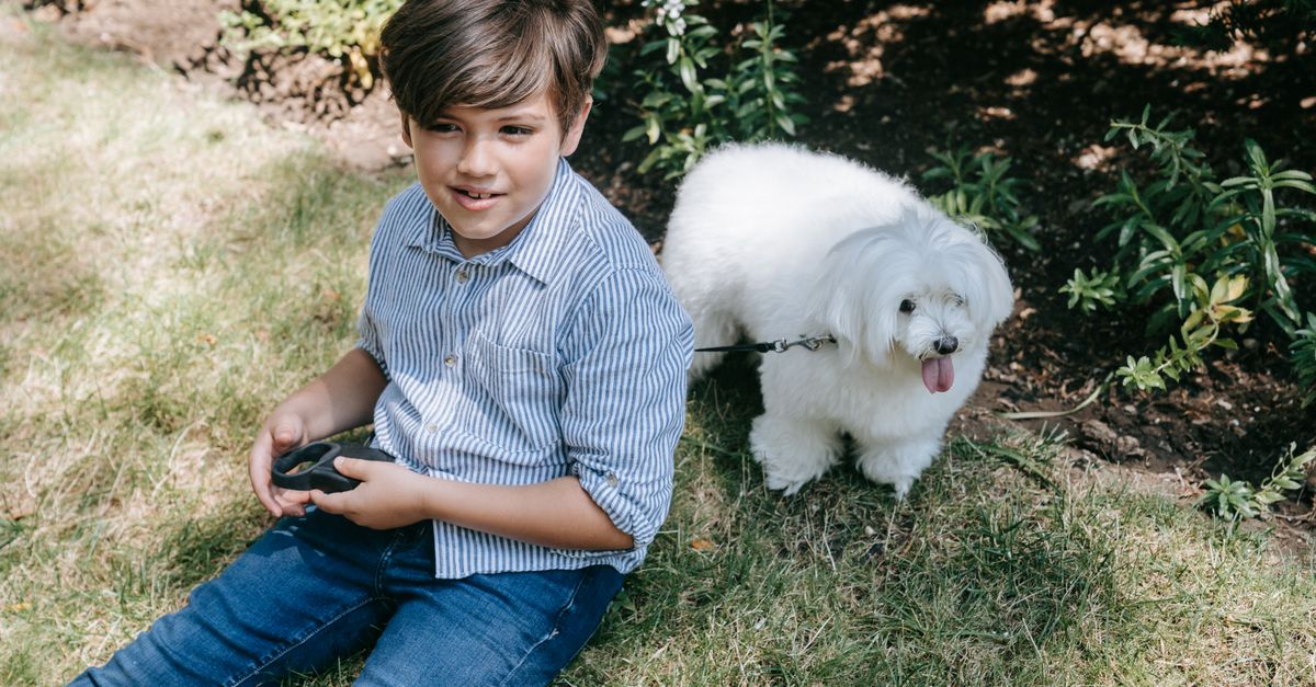 Bichon Frise health problems and how to prevent them