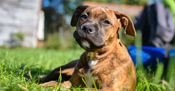A Staffordshire Bull Terrier relaxes on lush green grass in a sunny garden.
