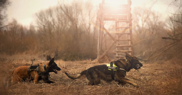 German Shepherd dogs running energetically in a grassy outdoor setting with distinct sun rays.