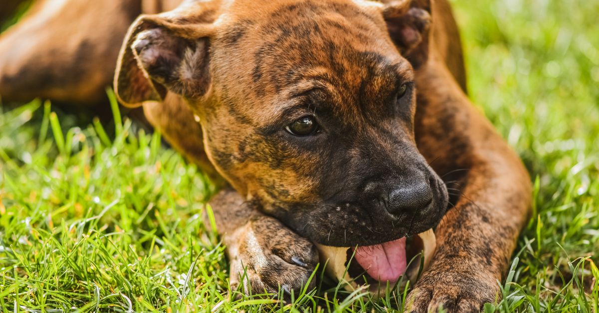 Can dogs eat tuna? Benefits for joints