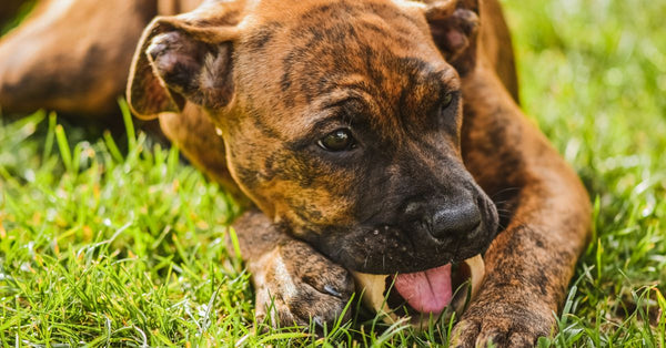 Brown brindle puppy chewing on a bone, lying on green grass in the sunlight.