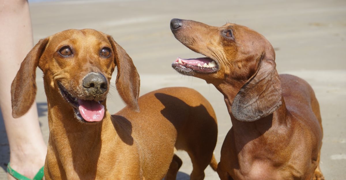 The best joint supplement for senior Dachshunds