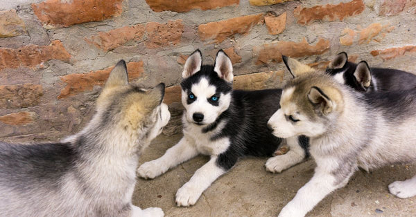 Charming Siberian husky puppies with striking blue eyes playing near a brick wall.