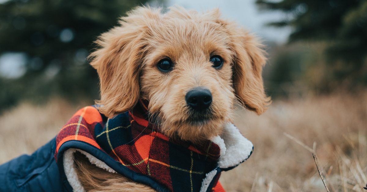Joint supplements for Goldendoodle puppies: when to start and what to use