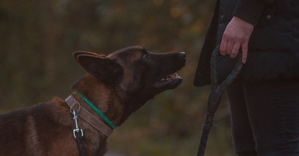 A Belgian Malinois dog on a leash interacting with its owner during a walk.