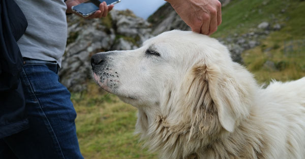 A serene moment of a man gently petting a White Great Pyrenees dog in a rocky outdoor setting.
