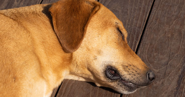 Close-up of a resting dog on a sunlit wooden floor, showcasing tranquility.