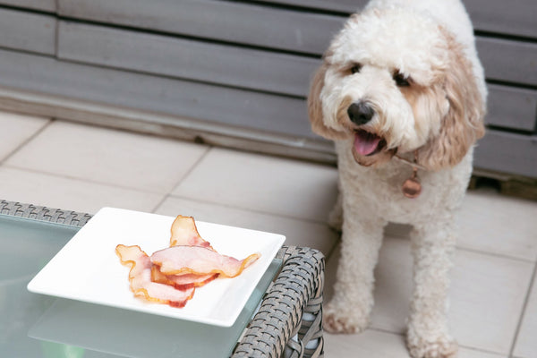 Pork for dogs: the safe amount