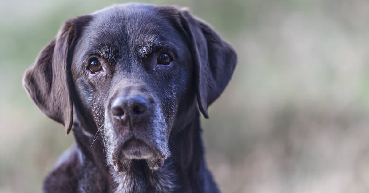 The best joint supplement for Labradors