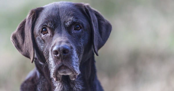The best joint supplement for Labradors