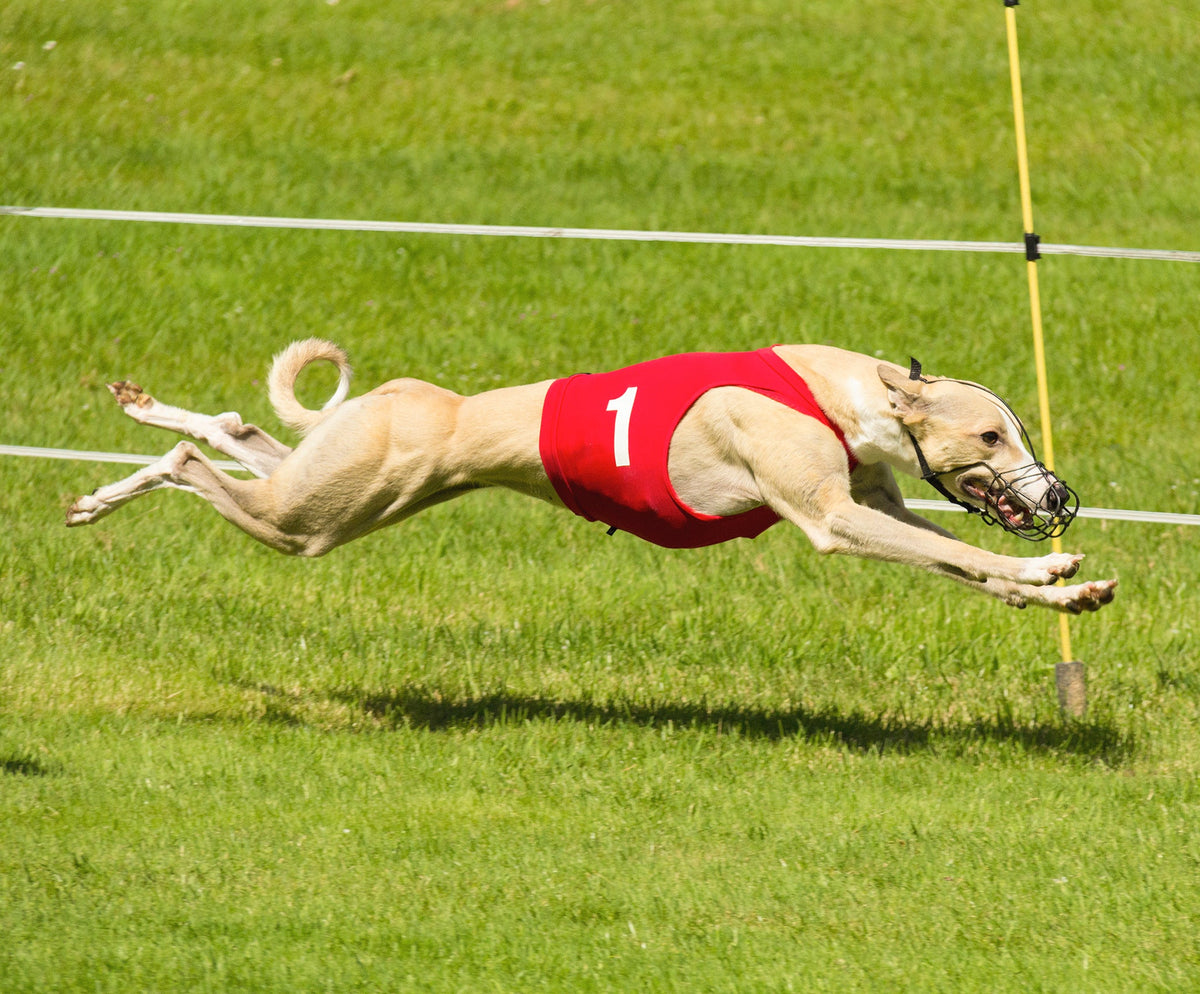 The best joint supplement for a retired racing greyhound