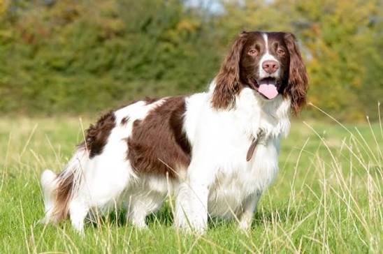 The best joint supplement for Springer Spaniels