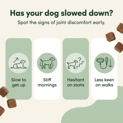 MedPaw glucosamine and green-lipped mussel dog chews